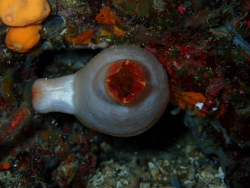 ascidie rouge et son syphon buccal