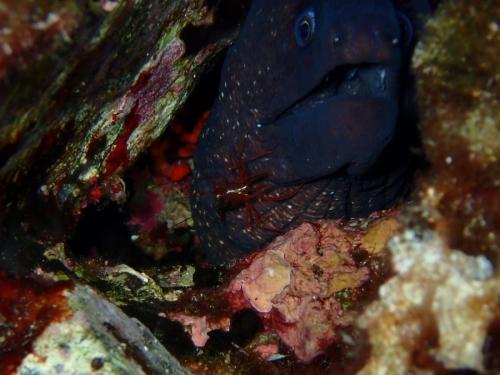 la murène et sa copine la crevette nettoyeuse