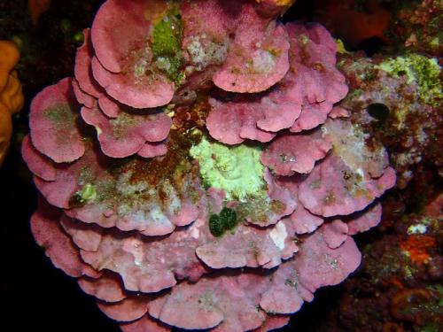 magnifique algue calcaire (algue rouge) qui fait partie du coralligène. Les thalles de couleur roses blanchissent et deviennent gris à leur mort