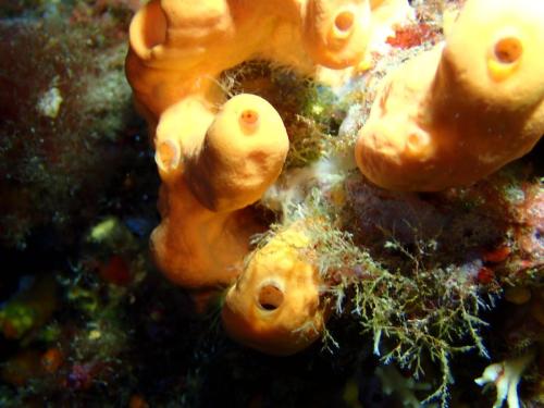 éponge jaune cavernicole