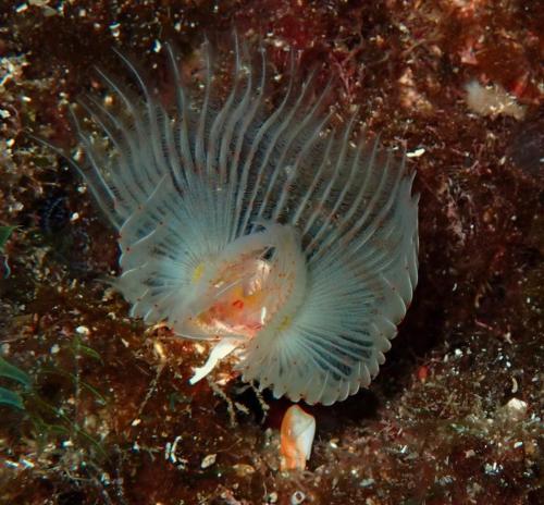 le plus difficile pour prendre la photo d'une petite serpule qui est un ver polychète est bien de la faire avant que l'animal se rétracte dans son tube.