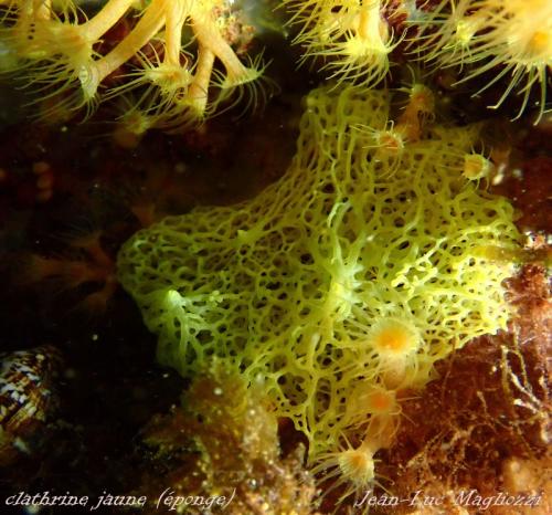 encore une éponge , éponge clathrine jaune qui montre bien le réseau de tubes mous et translucides de cette éponge calcaire