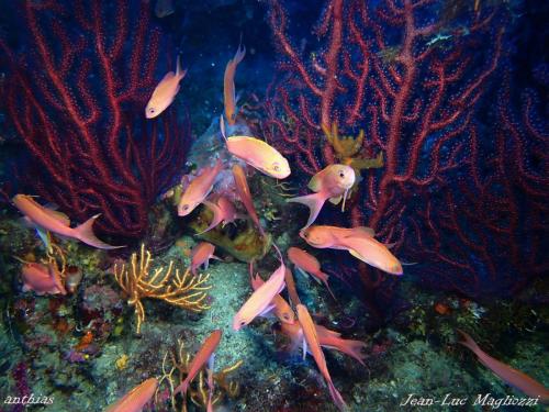 nos amis les "anthias anthias" que l'on nomme aussi " barbier" ou castagnole rouge