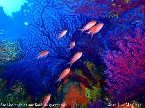 on dirait un tableau chinois..nos amis les anthias