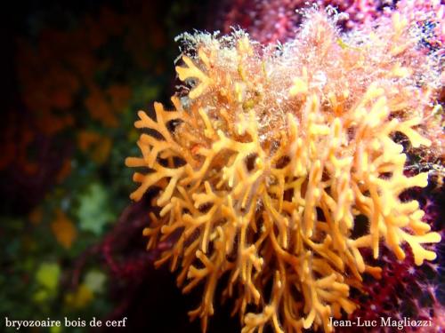 au passage ce bryozoaire dont on devine sans peine les lophophores qui sont ces "petits plumeaux" autour du squelette orange calcaire.