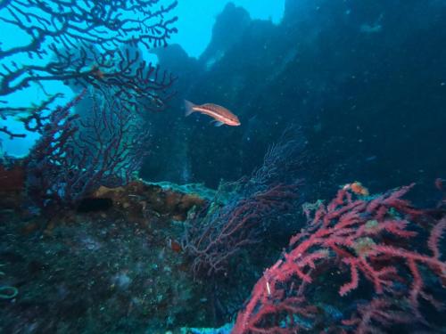 Où nous avons vu du très gros poisson