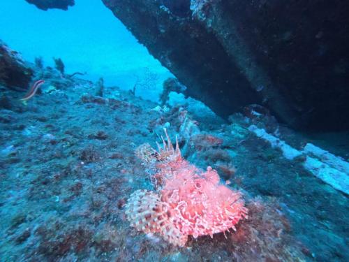 On voit des poissons de plus en plus gros 