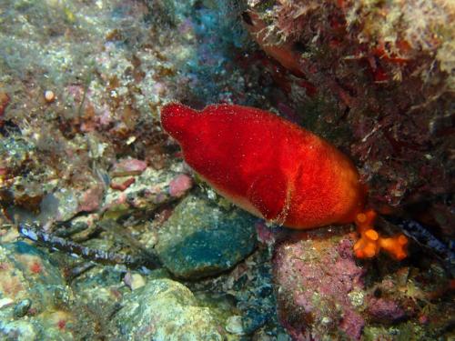plus classique par la suite, notre petite ascidie rouge qui semble discuter avec un bryozoaire