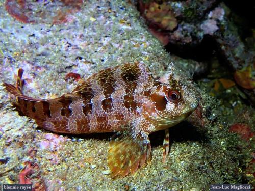 une blennie toujours aussi belle. Ce poisson adore poser..pas farouche pour un sou..