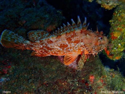 un petit chapon rouge