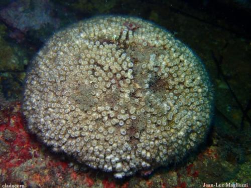 tiens un cladocore. Le cladocore c'est un peu notre corail de méditerranée. Famille des cnidaires, il s'agit d'une colonie de polypes, colonie encroûtante et hémisphérique.