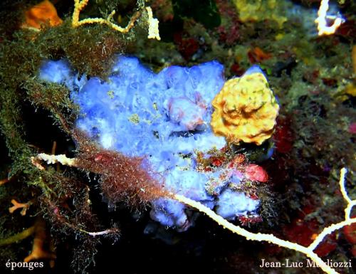le site est un sec qui descend à 45/50 mètres et remonte à -25m environ. mer chargée en éléments, photo pas faciles à faire. Là éponges bleu et jaune (pas identifiée pour la jaune).