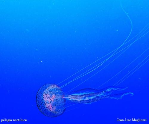 je vous présente pélagia noctiluca, notre méduse très urticante, trouble fêtes des baigneurs et attentions aux filaments, car on se fixe sur le haut de la tête quand elle passe à coté et moins à ses filaments pas moins d'un mètre pour cette bestiole