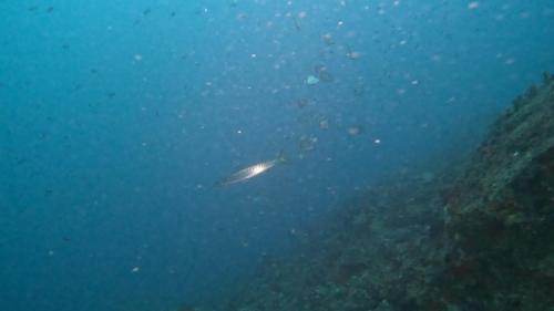 Et un premier Barracuda solitaire