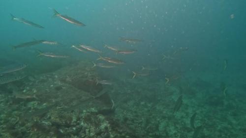Et quelques barracudas