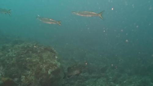 Et finalement mérous et barracudas ont décidé de cohabiter