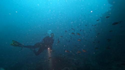 Ne manquaient plus que quelques mammifères marins ou aériens