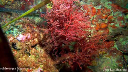 cette sphérocoque est également une algue rouge de nature cartilagineuse