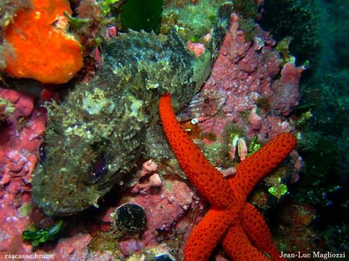 un peu plus loin cette rascasse grise qui semble se faire gratter l'écaille par une étoile de mer??