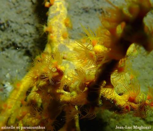 ah zut j'ai oublié un truc intéressant. là des éponges ou des anémone… ben les deux mon général, en fait se sont des éponges (axinelle) colonisées par le zoanthaire  Parazoanthus axinellae qui est une anémone encroutante  jaune. Sur l'autre photo une seule des deux éponges est colonisée.