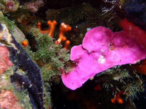 juste pour les couleurs, algue calcaire rose