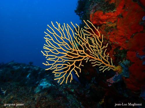 alors là vous avez reconnu la gorgone jaune, c'est la seule encore en vie au dessus de 30 mètres sur ce site. En effet la canicule de cet été avec une eau à 25° a tué les autres posidonies, principalement les rouges ainsi que le corail. J'ai vu un reportage très intéressant à ce sujet à Galathea. En espérant qu'elles restent en vie, car j'en ai vu une qui avait un ptit soucis...