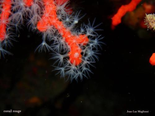 le corail rouge a beaucoup souffert de l'eau chaude cet été et a disparu au dessus de 15m