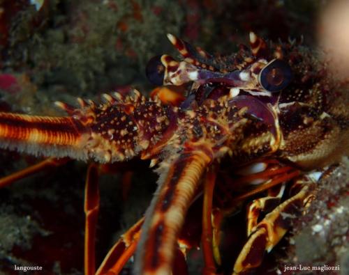 et sous l'œil vigilant de cette nouvelle langouste...j'ai pu photographier cette mostelle