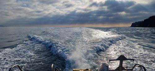 N'étant pas Marseillais et sans preuve c'était une belle plongée: Mérous, congres, langouste, flabellines et doris dalmatiennes étaient bien là pour nous accueillir.