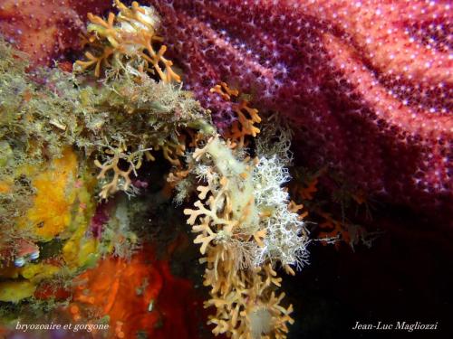 un petit bryozoaire prés d'une gorgone rouge, encore belle à cette profondeur +ou - 30 mètres. ensuite c'est une sertularelle fixée sur la gorgone  qui est un hydraire lui même de la famille des cnidaires (méduse) mais pas urticant pour l'homme