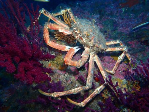 et voilà pourquoi je parlais d'araignée en citant mathias. 15 com de diamètre au moins pour ce gros crabe que je n'avais même pas vu… merci mathis