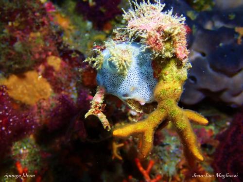 la lutte des territoires sur ce qui devait être une gorgone au départ. là au centre une éponge bleue, en jaune un bryozoaire non identifié, sur le dessus algues rouges et somme toute quelques hydraires...