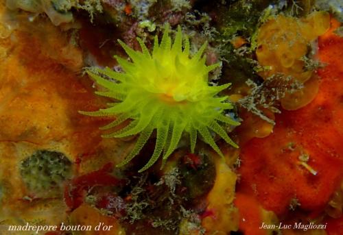un petit madrépore boutond'or..et bien non je me suis trompé, c'est son cousin le corail solitaire jaune. oups je viens de m'en apercevoir