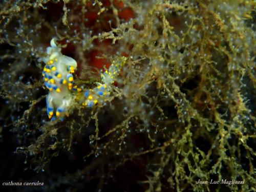 bon pas top non plus cette photo, bon un nudibranche aux couleurs de l'Ukraine.  Couine  de notre ischitana  mais ce n'est pas une limace de la famille de flabelline