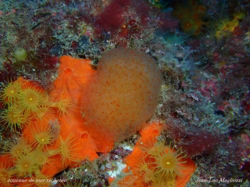 couenne de mer, il s'agit d'une ascidie coloniale, colonie dressée, sphérique et allongée donc composée de  plusieurs "animaux" les zoïdes que l'on distingue par les points orangés. Trois points orangés entourent un orifice buccal.