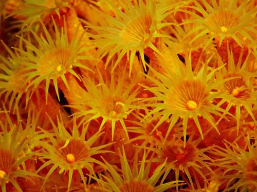 Les filles, ces fleurs sont pour vous….bisous à pour tout le monde à +++