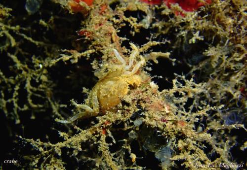 photo floue à la descente une salpe et en bas entremêlés dans ce que je n'ai pas identifié un petit crabe. Je ne l'ai vu qu'une fois sur l'ordinateur. mort ou encore en vie ? il faudra y retourner…. on est sur l'arroyo