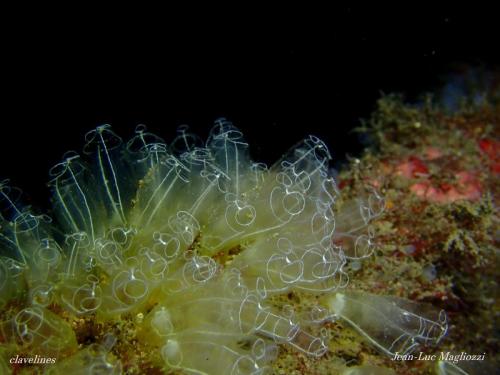 dans l'ordre d'apparition,   des clavelines, famille des ascidies, un bébé gorgonocéphale famille des étoiles de mer et autres oursins.. et un congre dans son éternel abri sur l'arroyo