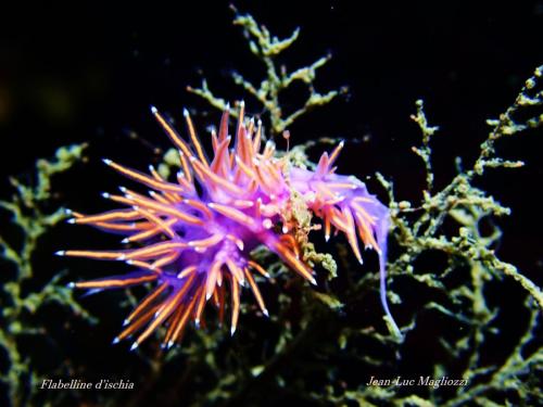 flabellina ischitana est son nom latin, flabelline d'ischia (à tes souhaits) est son nom commun. Bon pas très nette la photo… je l'avoue