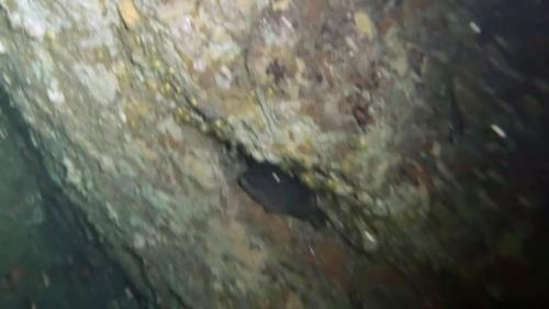 Et Mathis avait raison il y avait bien un mérou au fond de la grotte mais il faut un peu le deviner