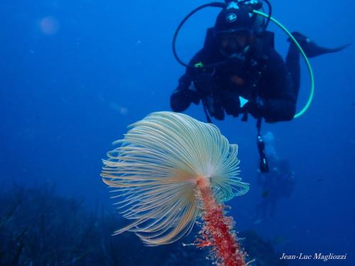 un magnifique spirographe nous attendait à la descente. Dire que cette "fleur" est en fin de compte un ver marin, un ver annelé un peu comme nos vers de terre et ver  qui se cache dans son tube quand ça craint pour ses plumes.