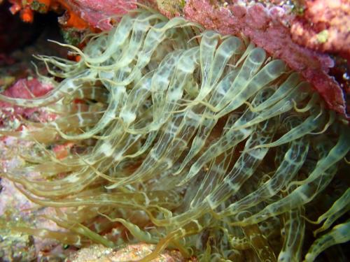 une aptaisie verte et une anémone de mer verte