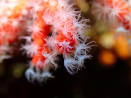 polypes de corail rouge. Ce qui est blanc est en fait l'animal… le vivant du corail