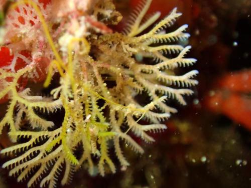 bryozoaire palmier