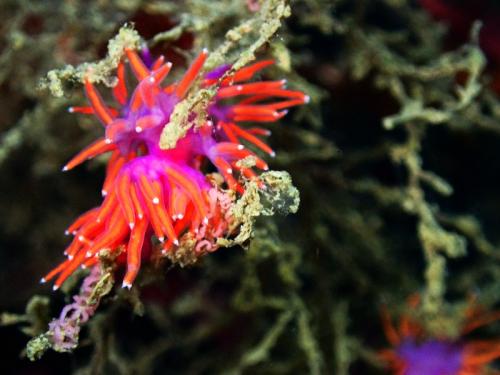 la flabelline ischitana