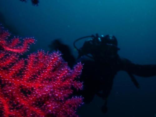 bon c'est hugo qui était puni et devait m'assister, oui il est timide et tente de se cacher derrière la gorgone rouge. l'eau était aux alentours de 13 et pas très claire néanmoins. mer relativement calme mais de la houle assez lente néanmoins.<br />alors j'ai demandé à hugo de de ne pas être surpris car j'allais m'attarder en photo sur les hydraires. Je lui ai demandé s'il s'avait ce que c'était. Il m'a répondu ? NON