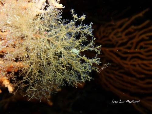 ah voilà j'en vois une… agrandit on voit une cuthona bleue qui est une limace de la famille des nudibranches aelodina