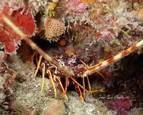 et là Hugo est entré en action et il a mis chaque indexe de chaque coté de sa tête. Bingo il avait vu une….vous n'oublierez pas d'admirer le devant de la maison de madame avec au dessus d'elle un petit bryozoaire appelé " dentelle de Neptune"<br />puis lancé il est venu vers moi me faisant comprendre qu'il avait vu un truc ...magnifique et pour cause