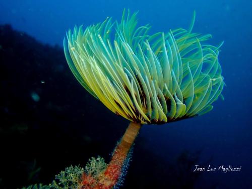 et pour finir j'adresse cette fleur des mer à toutes nos valentines...<br />bisous à tous et à toutes...votre serviteur qui remercie de votre patience chacun et chacune d'entre vous qui m'accompagne dans mes aventures photographiques..