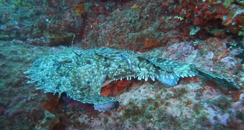 Nous avons bien cherché la baudroie, mais elle n'était plus là. aussi pour ceux qui n'ont pas encore vues, je vous met le lien vers un petit film de celle vu aux Fourmigues la dernière fois. ( bon normalement on ne touche pas mais là elle était vraiment fainéante)  https://photos.app.goo.gl/88EmyQTQ4Mx85PTc9